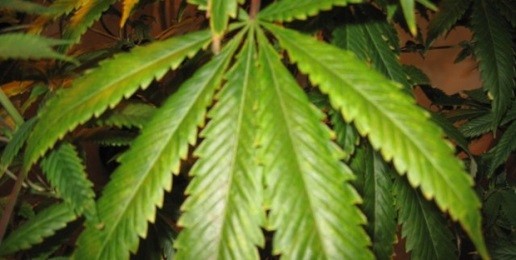 Maureen Dowd Suffers Pot Paranoia As Dopers Advance