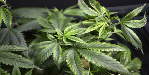 Ten Health Risks in Smoking Pot
