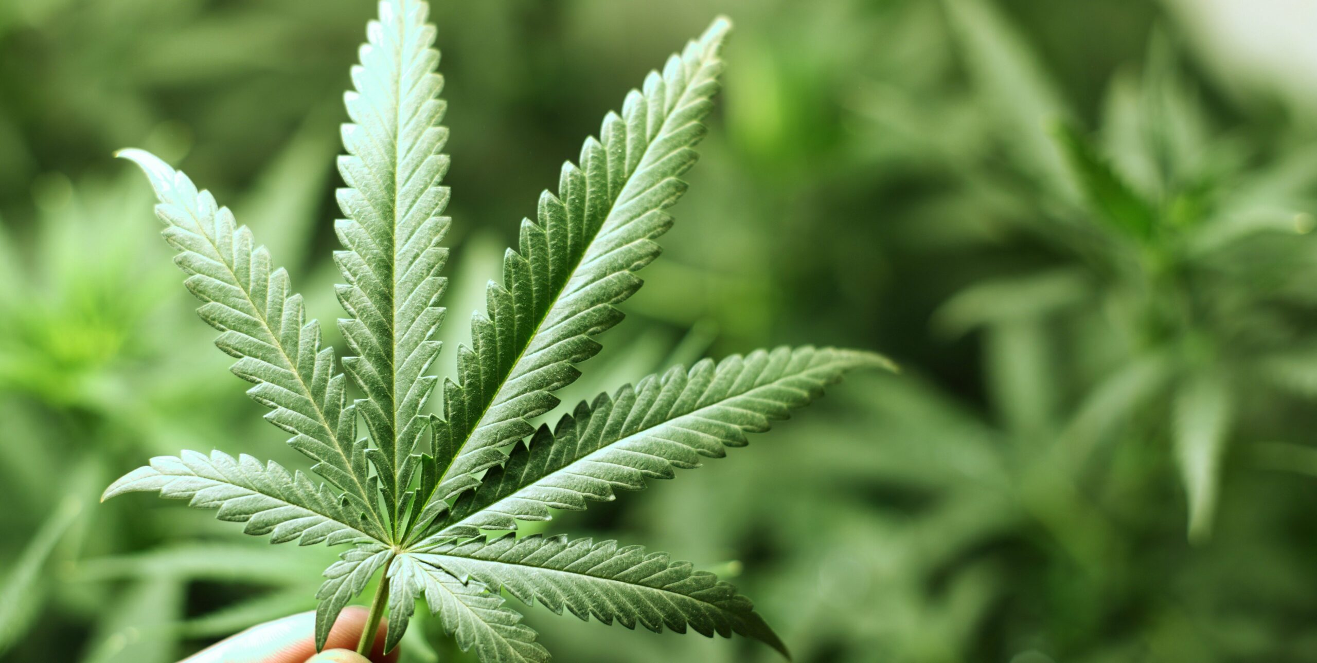 Five Years Later, Colorado Sees Toll of Pot Legalization